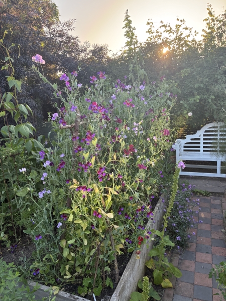 Mapperley Gardens